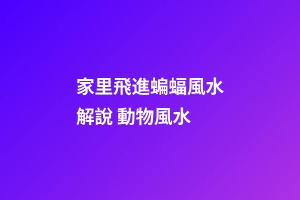 家里飛進蝙蝠風水解說 動物風水